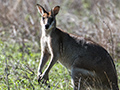 Agile Wallaby, West Mary Road, Mt Carbine, Australia