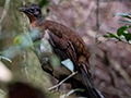 Albert's Lyrebird, Australian Endemic, O'Reilly's Rainforest Retreat, Australia