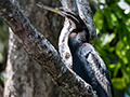 Australsian Darter, Daintree River Cruise, Australia