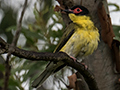 Australasian Figbird, Cairns Botanic Gardens, Cairns, Australia