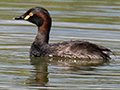 Australasian Grebe, Wallengarra Wastewater Treatment Ponds, Australia