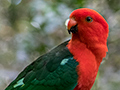 Australian King-Parrot, Australian Endemic, O'Reilly's Rainforest Retreat, Australia