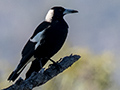 Australian Magpie, Mt Carbine Caravan Park, Australia