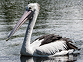 Australian Pelican, Cairns Botanic Gardens, Cairns, Australia