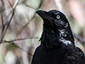 Australian Raven, Australian Endemic, Girraween NP, Australia