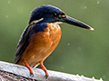 Azure Kingfisher, Cairns Botanic Garden, Cairns, Australia