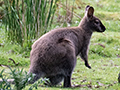 Bennett's Wallaby, Bruny Island, Tasmania