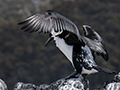 Black-faced Cormorant, Australian/Tasmanian Endemic, Bruny Island, Tasmania