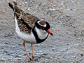 Black-fronted Dotterel, Cairns Esplanade, Australia