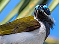 Blue-faced Honeyeater, West Mary Road, Mt Carbine, Australia