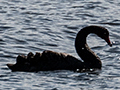 Black Swan, Gould's Lagoon, Tasmania