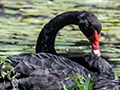 Black Swan, Dowse Lagoon, Sandgate, Australia