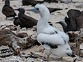 Juvenile Brown Booby, Michaelmas Cay, Australia