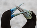 Brown Booby, Michaelmas Cay, Australia