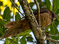 Brown Cuckoo-Dove, Australian Endemic, Mount Lewis NP, Julatten, Australia