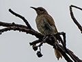 Brown Honeyeater, Bay Village Tropical Retreat, Cairns, Australia