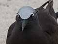 Brown Noddy (Common Noddy), Michaelmas Cay, Australia