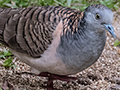 Bar-shouldered Dove, Kingfisher Park Birdwatchers Lodge, Julatten