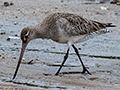 Bar-tailed Godwit, Cairns Esplanade, Australia