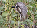 Bush Thick-knee, Bush Stone-curlew, Cairns Botanic Gardens, Cairns, Australia