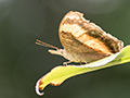 Butterfly, Cairns Botanic Garden, Cairns, Australia