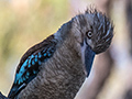 Blue-winged Kookaburra, Cairns Botanic Gardens, Cairns, Australia