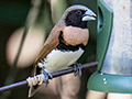 Chestnut-breasted Munia (Chestnut-breasted Mannikin), Kingfisher Park Birdwatchers Lodge, Julatten