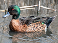 Chestnut Teal, Gould's Lagoon, Tasmania