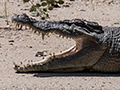 Saltwater Crocodile, Daintree River Cruise, Australia