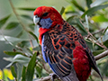 Crimson Rosella, O'Reilly's Rainforest Retreat and Lamington NP, Australia