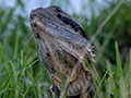 Bearded Dragon, Wallengarra Wastewater Treatment Ponds, Australia