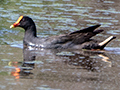 Dusky Moorhen, Wallengarra Wastewater Treatment Ponds, Australia