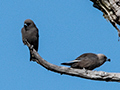 Dusky Woodswallow, Australian/Tasmanian Woodswallow, Old Wallengarra Road, Australia