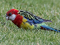 Eastern Rosella, Sandy Bay, Bruny Island, Tasmania