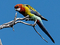 Eastern Rosella, Old Wallengarra Road, Australia