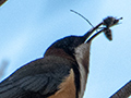 Eastern Spinebill, Australian/Tasmanian Endemic, Girraween NP, Australia