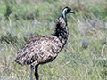 Emu, Australian Endemic, en route from Lake Coolmunda to Inglewood, Australia