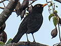 Eurasian Blackbird, Wallengarra, Australia