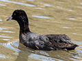 Eaurasian Coot, Tasmania