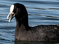 Eurasian Coot, Lake Barrine, Crater Lakes NP, Australia