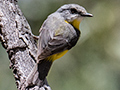 Eastern Yellow Robin, Australian Endemic