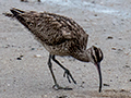 Far Eastern Curlew (Eastern Curlew), Cairns Esplanade, Australia