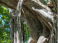 Curtain Fig, Curtain Fig NP, Australia