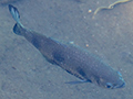 Fishes, Lake Eacham, Australia