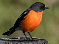 Flame Robin, Australian/Tasmanian Endemic, Bruny Island, Tasmania