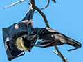 Spectacled Flying Fox (Spectacled Fruit Bat), Cairns, Australia