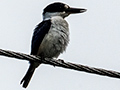 Forest Kingfisher, Mount Lewis NP, Julatten, Australia