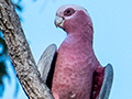 Galah, Mt Carbine Caravan Park, Australia