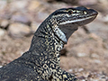 Goanna, Mosquito Creek Road, Australia