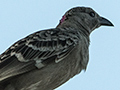 Great Bowerbird, Mt Carbine Caravan Park, Australia